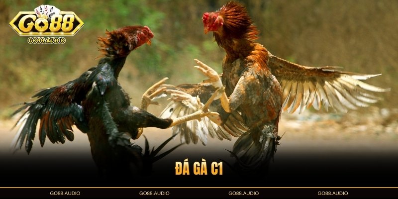 Đá Gà C1: Sân Chơi Thú Vị Tại GO88 Với Cơ Hội Thắng Lớn