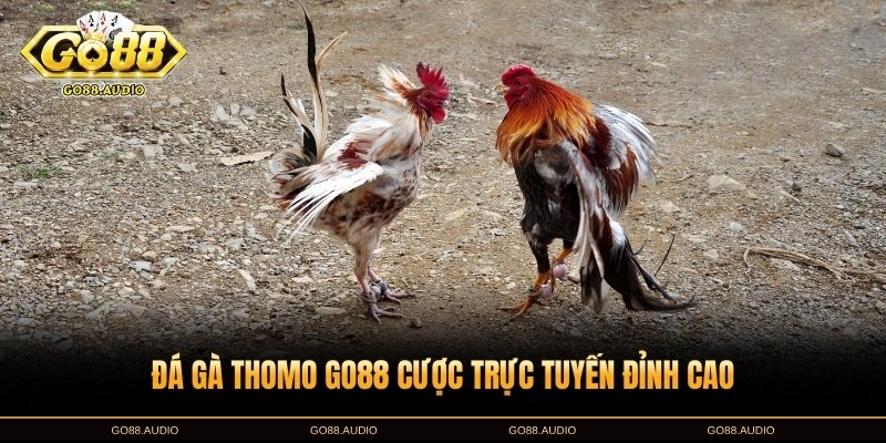 Đặc điểm nổi bật của đá gà Thomo GO88